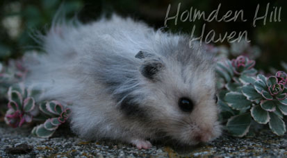 Gunner- Dark Grey Umbrous Longhaired Male Syrian Hamster